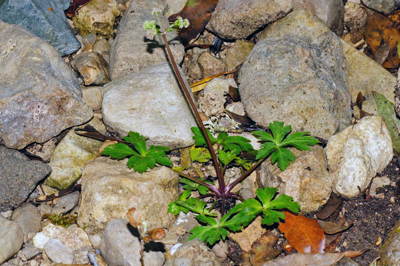 Sanicula europaea / Erba fragolina